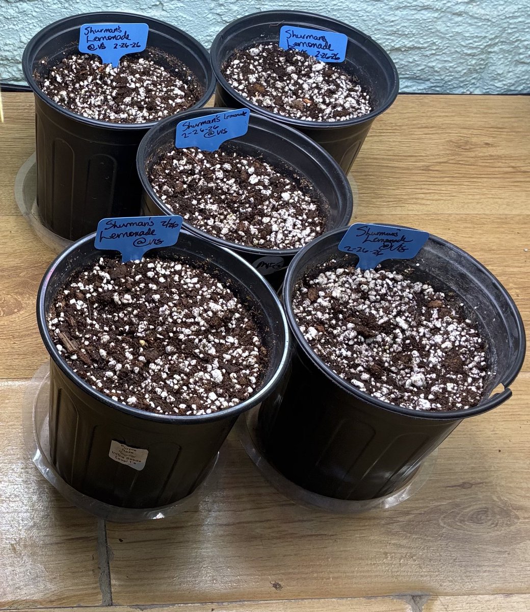 Janet Borrego tweet media