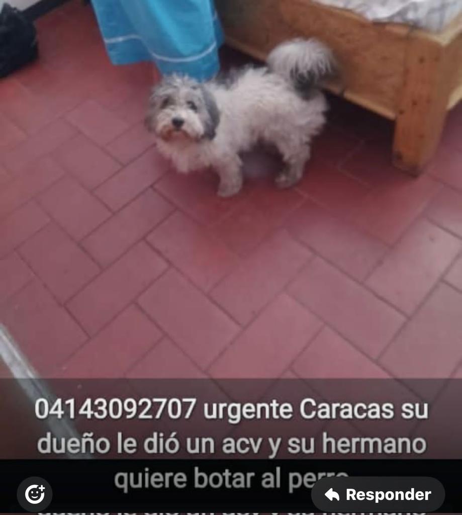 #Caracas
#SanMartin

Esta belleza necesita un hogar responsable urgente,su dueño está postrado en cama y no lo puede atender. Es medianito y tiene 3 años.🐕🩵🩵🩵
Favor difundir🙏🏻🙏🏻🙏🏻
Gracias🇻🇪🫂🥹