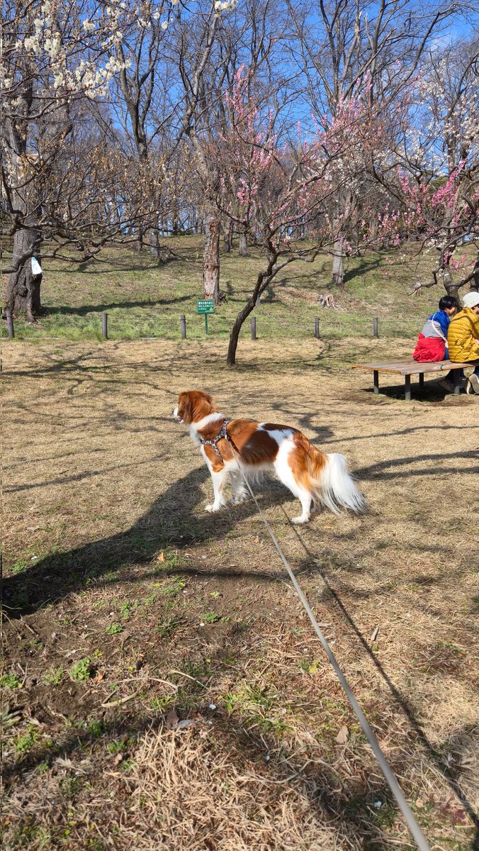 tuna_thunnus's tweet photo. 梅を見に行ったけどツナが非協力的すぎてまともな写真がない https://t.co/CHXmbrEVy0