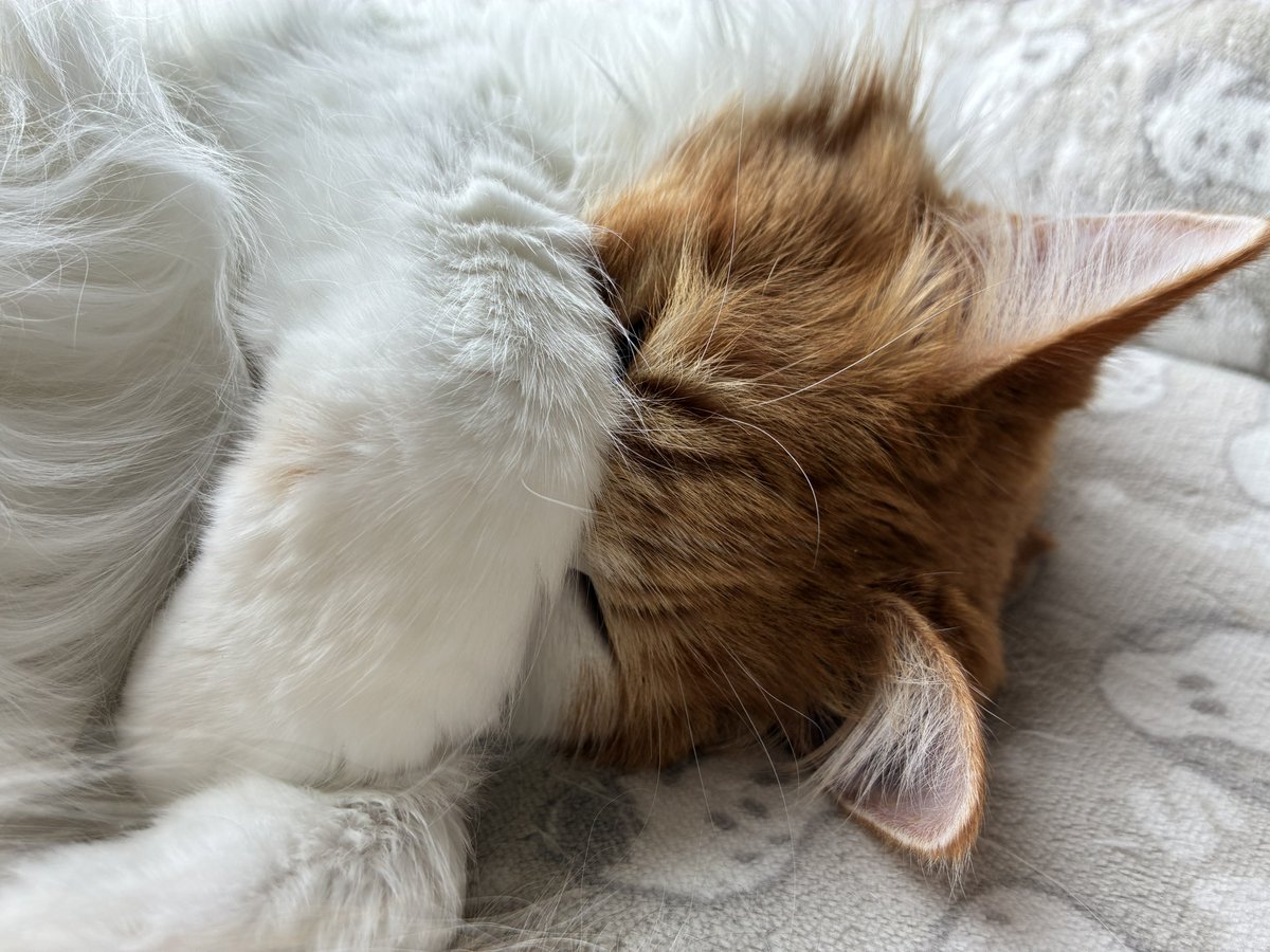 #todaysMaron
#今日のマロン先生

初春の陽射しの中🌸🥱💤

#猫
#メインクーン