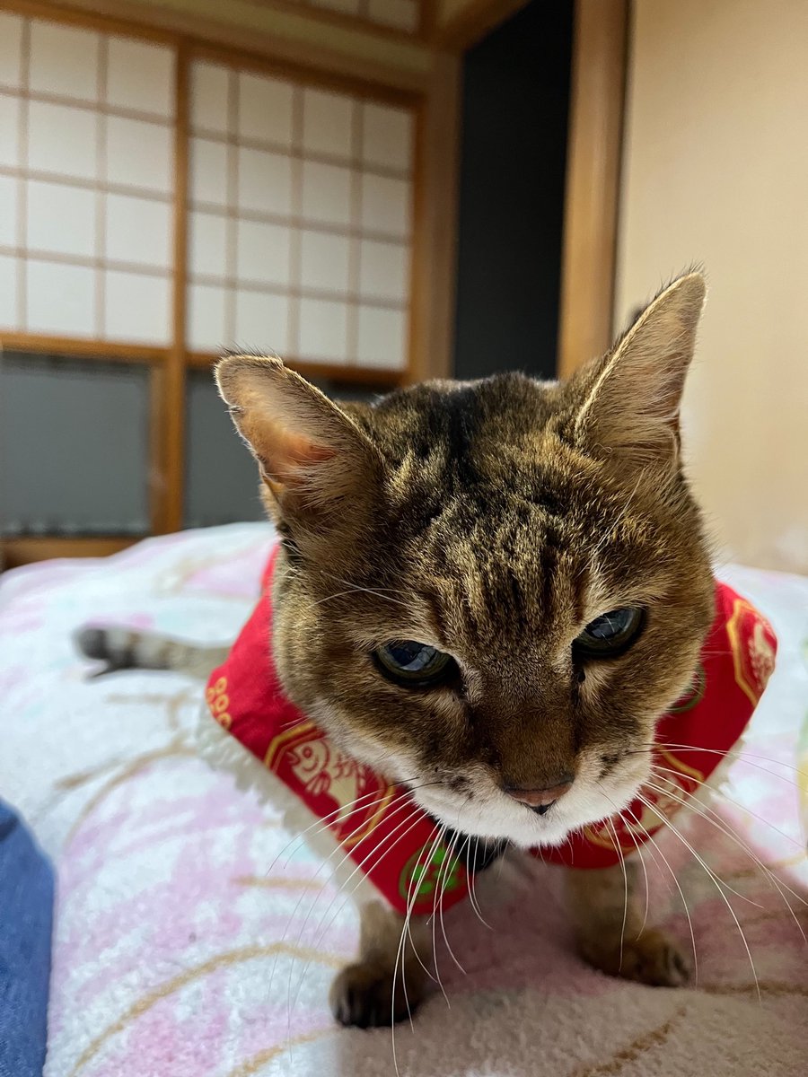 k3shory's tweet photo. ももさん　23歳
ぼちぼちやってます。でもご飯を食べても吸収が難しくなって　ガリガリさん　認知症も発症　電気毛布とストーブで防寒
日々健やかに過ごしたい
高齢犬猫のアプリ開発中
クラファン支援募集中プロフィールにリンク
#老犬 #老猫 #高齢ペット #老猫介護 #クラウドファンディングCAMPFIRE https://t.co/oNqUJ1iMNG