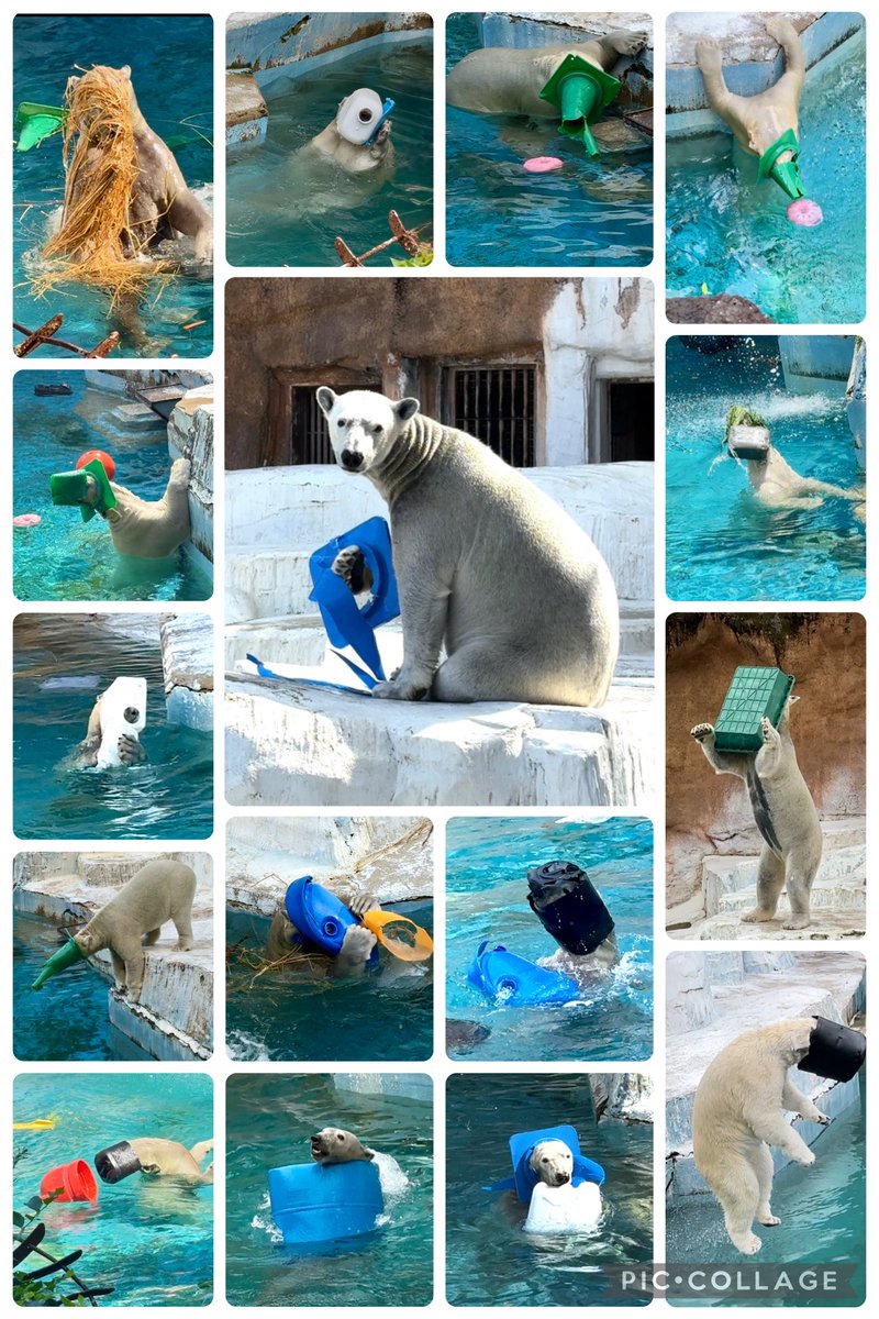 ワタシが頑張ったって何も変わらないかもしれないけれど
自分ができることはやっていきたい

#国際ホッキョクグマの日
#ホウちゃん #天王寺動物園
#polorbear #ホッキョクグマ