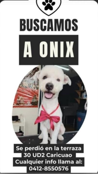 #Caracas
#Caricuao
 🚨🚨🚨SE BUSCA🚨🚨🚨
Favor difundir🐕❤️❤️❤️
Gracias🇻🇪🫂