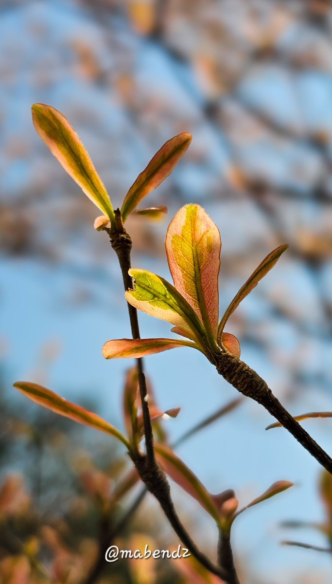 mabend2's tweet image. Spring reminds us that resilience is only a season away....

#theme_pic_India_leaves