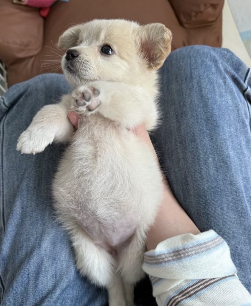 ช้านตุวเล็กนิดเดียว 🫴🏻🐶