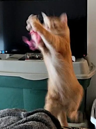 Kevin Fang tweet media