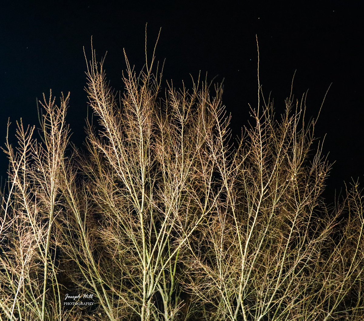 JosephHill3794's tweet image. Winter Night❄️🌌
Photo By: Joseph Hill🙂📸

#winter #winternight #night #nightsky #sky #stars #tree #nature #beautiful #peaceful #nighttime #wintertime #wintervibes #winterphotography #NightPhotography #SouthernPinesNC #February