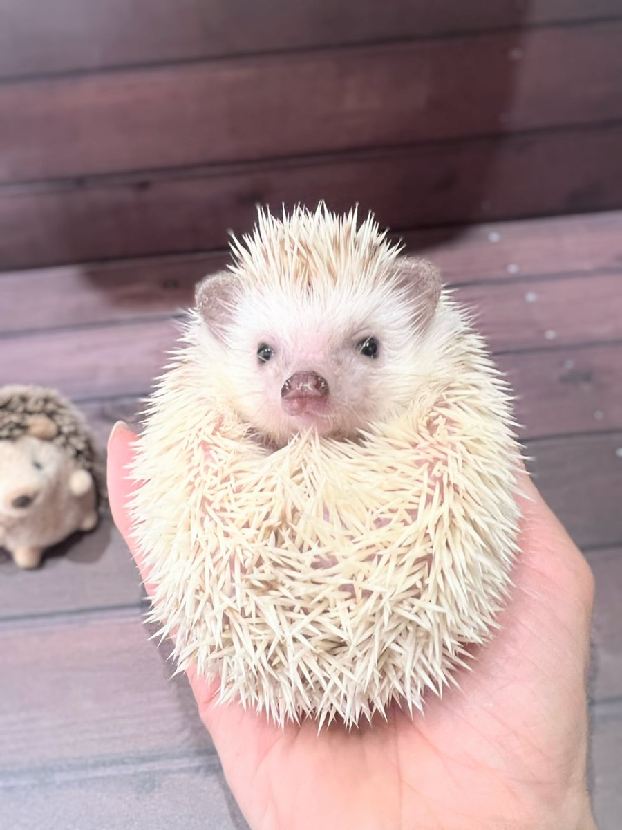 こんにちは♪ 本日も13時〜19時まで営業いたします🈺 ✨お迎え募集中