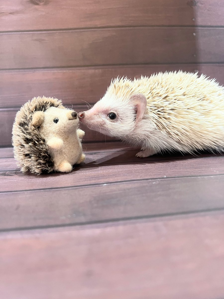 こんにちは♪ 本日も13時〜19時まで営業いたします🈺 ✨お迎え募集中