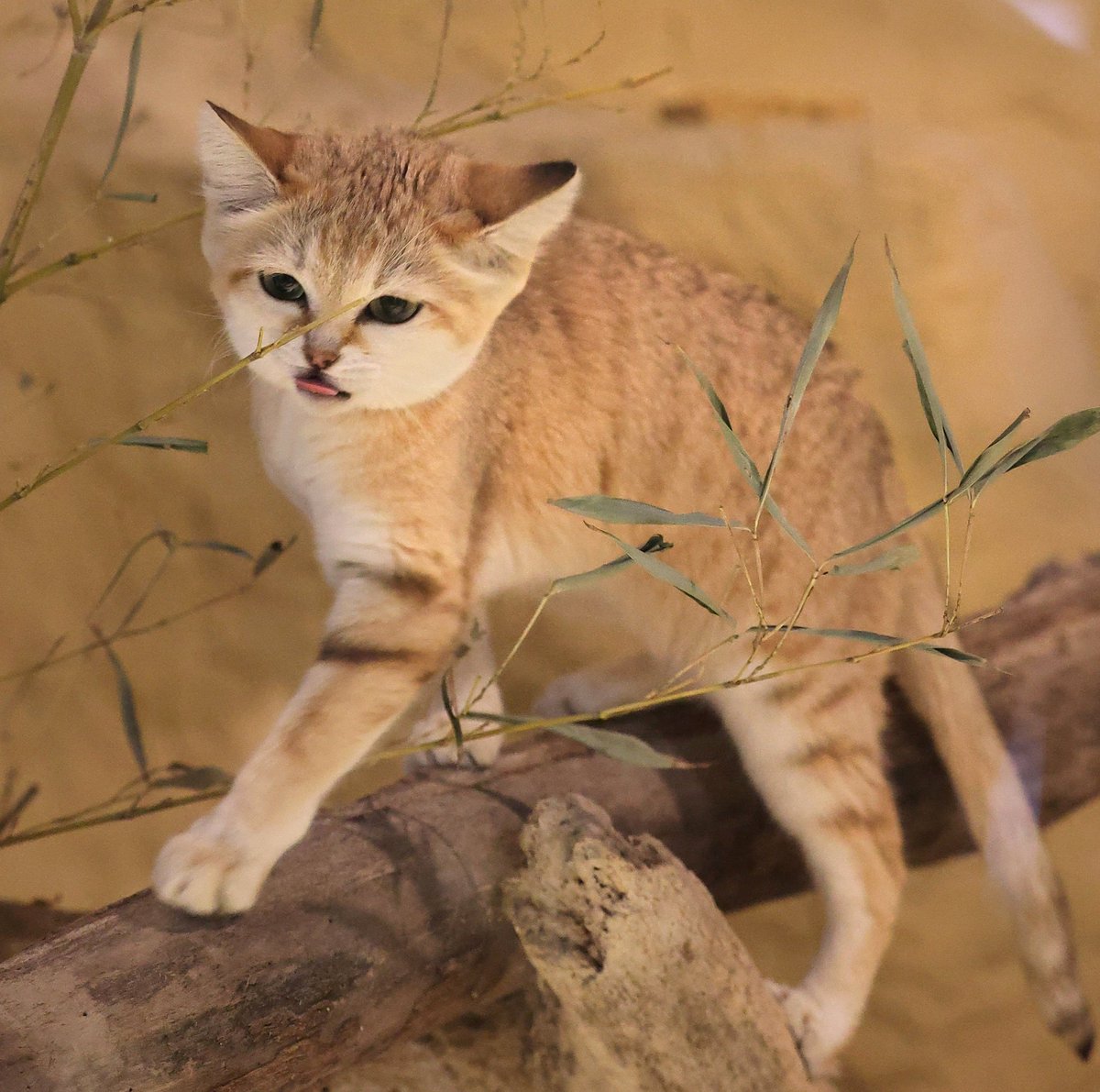 chica0726-cats&animals (@cats_chica0726) / Posts / X