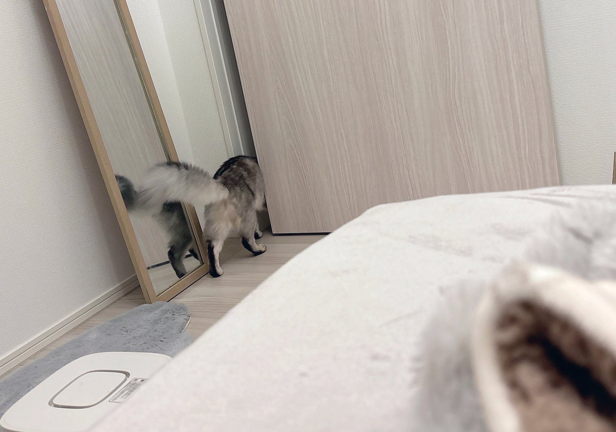 soba____531's tweet photo. | ε:)   にゅ
しつれいします、あそべますか？
いまはむりですか？
ほなかえりますね(ここまで約1分) https://t.co/M3k9UyXRE7