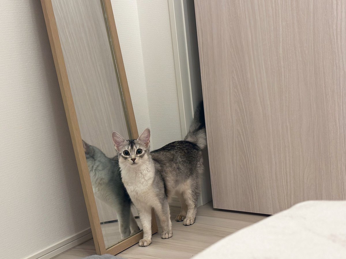 soba____531's tweet photo. | ε:)   にゅ
しつれいします、あそべますか？
いまはむりですか？
ほなかえりますね(ここまで約1分) https://t.co/M3k9UyXRE7