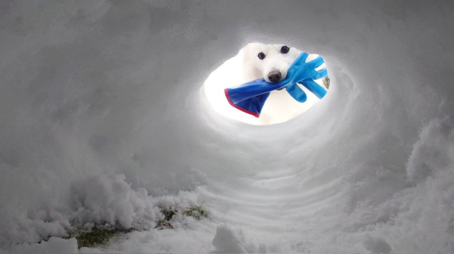 【どうして】「手袋もってきたワン！」雪のなか駆け付けた愛犬に感動も… まさかの展開に
news.livedoor.com/article/detail…

かまくらの補修作業中、ゴム手袋をくわえた「楽くん」がドヤ顔で登場。しかし、飼い主が手を伸ばしても、楽くんは手袋を渡さずに逃走。手袋はリビングに放置されていたという。