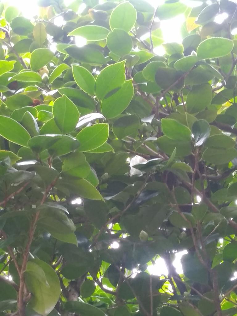 今年、初めての「玉兎」椿
