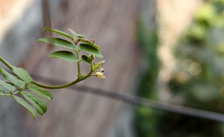 yagnesh83's tweet image. #Leaves