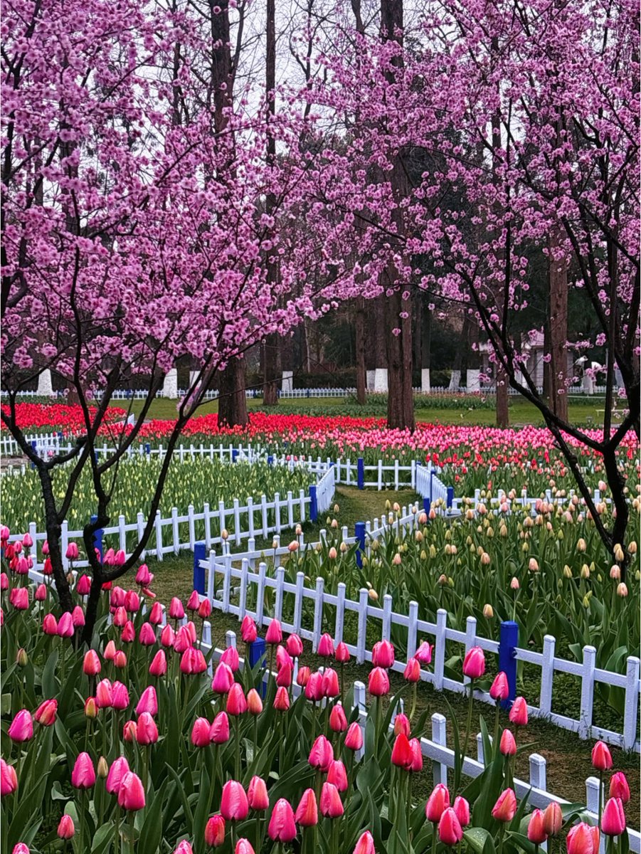 J4sonWong's tweet image. 春游第一站:南京
The first stop of the spring outing: Nanjing
#春游
#springouting