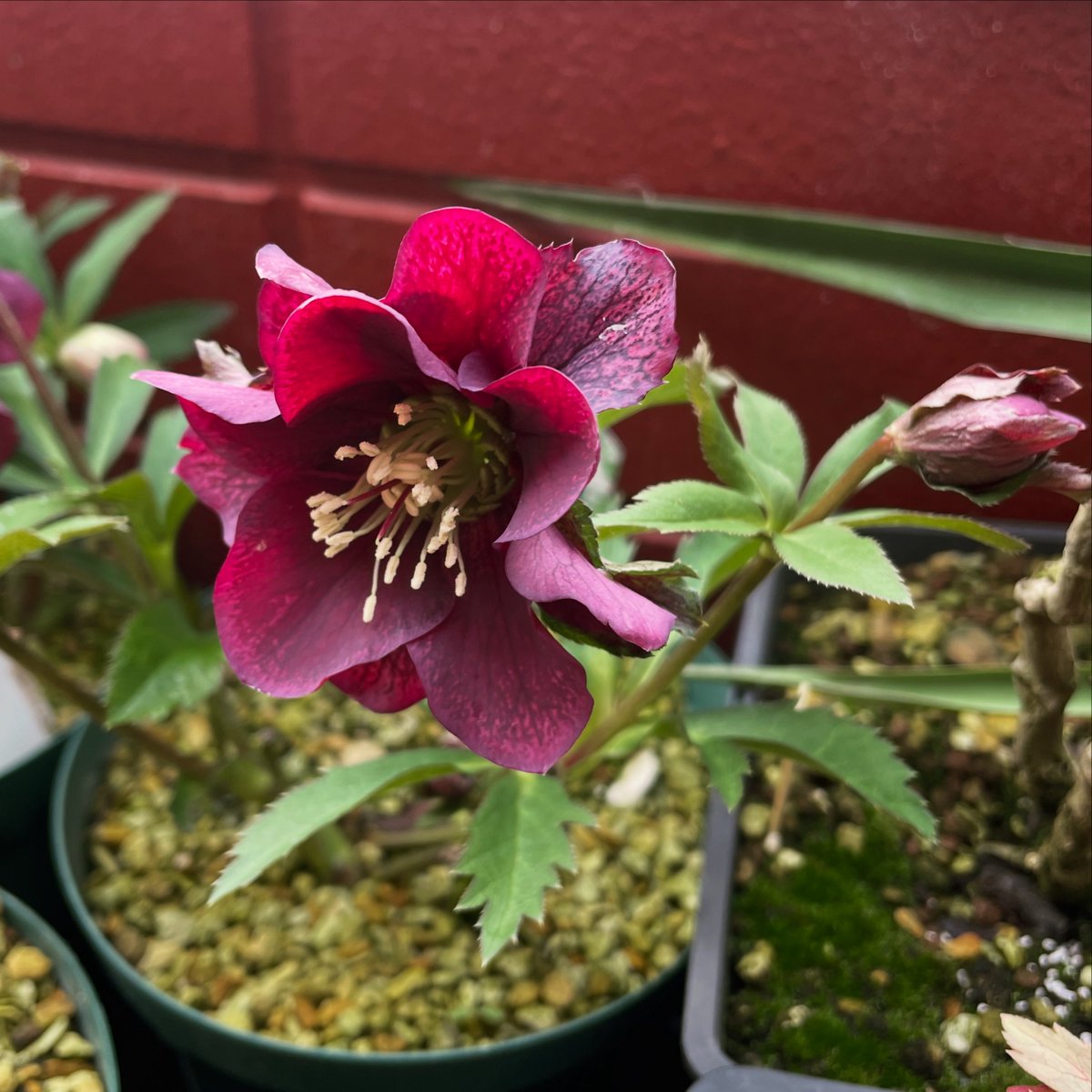 クリスマスローズが結構咲いてきた