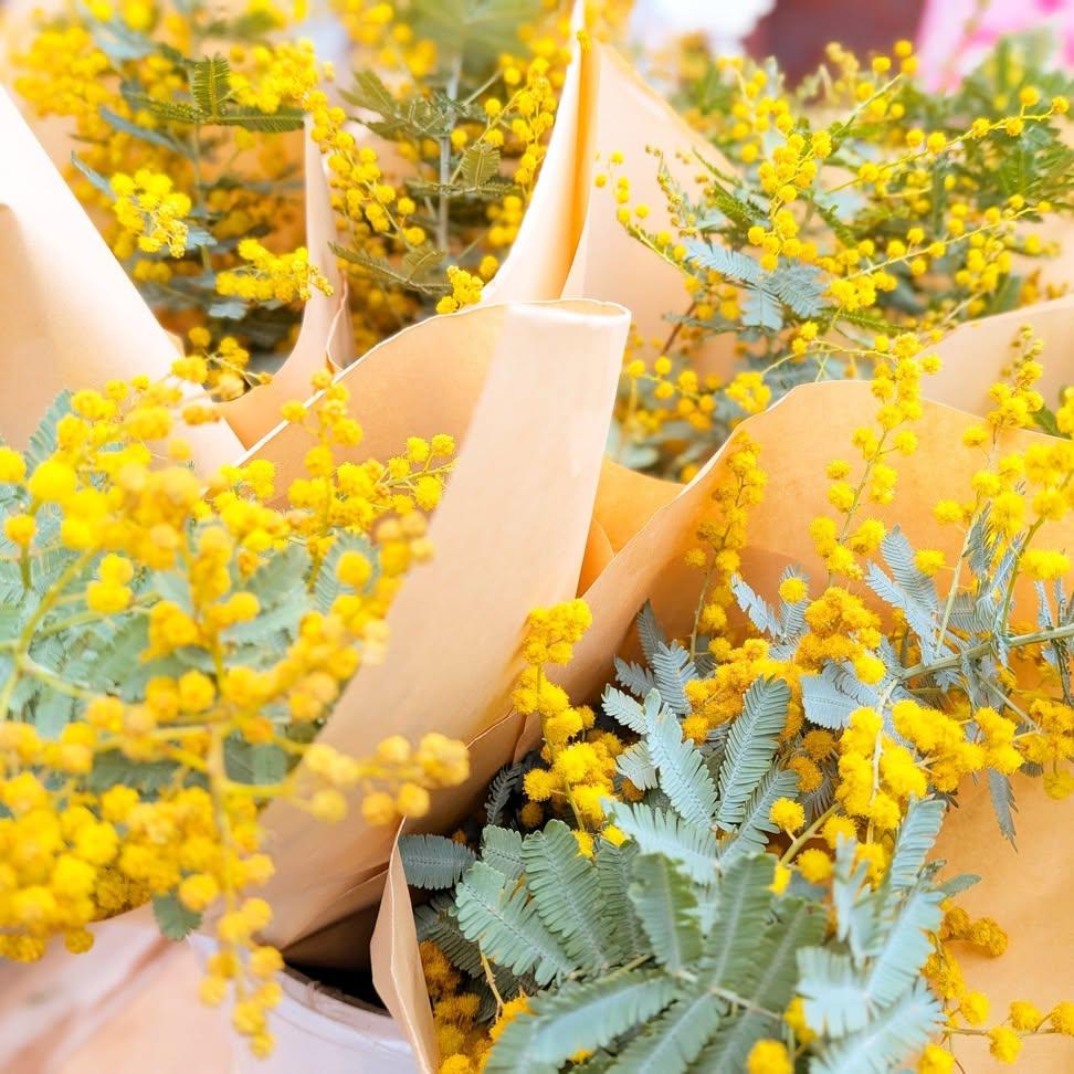 ミモザのドライフラワー販売中！ #ミモザ (ドライフラワー) 1束¥500