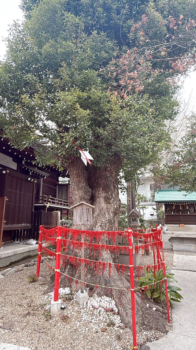 Amu32_i's tweet photo. この画像に神社⛩️の氣を込めました。
画像を見ながら『受け取ります』で、氣が流れるように、発動するのでぜひ受け取ってみてください😊

何か感じたことや良いことがあったらぜひ教えてください✨
みなさまに良いことが訪れますように🌱 https://t.co/vaUNl5ca6v