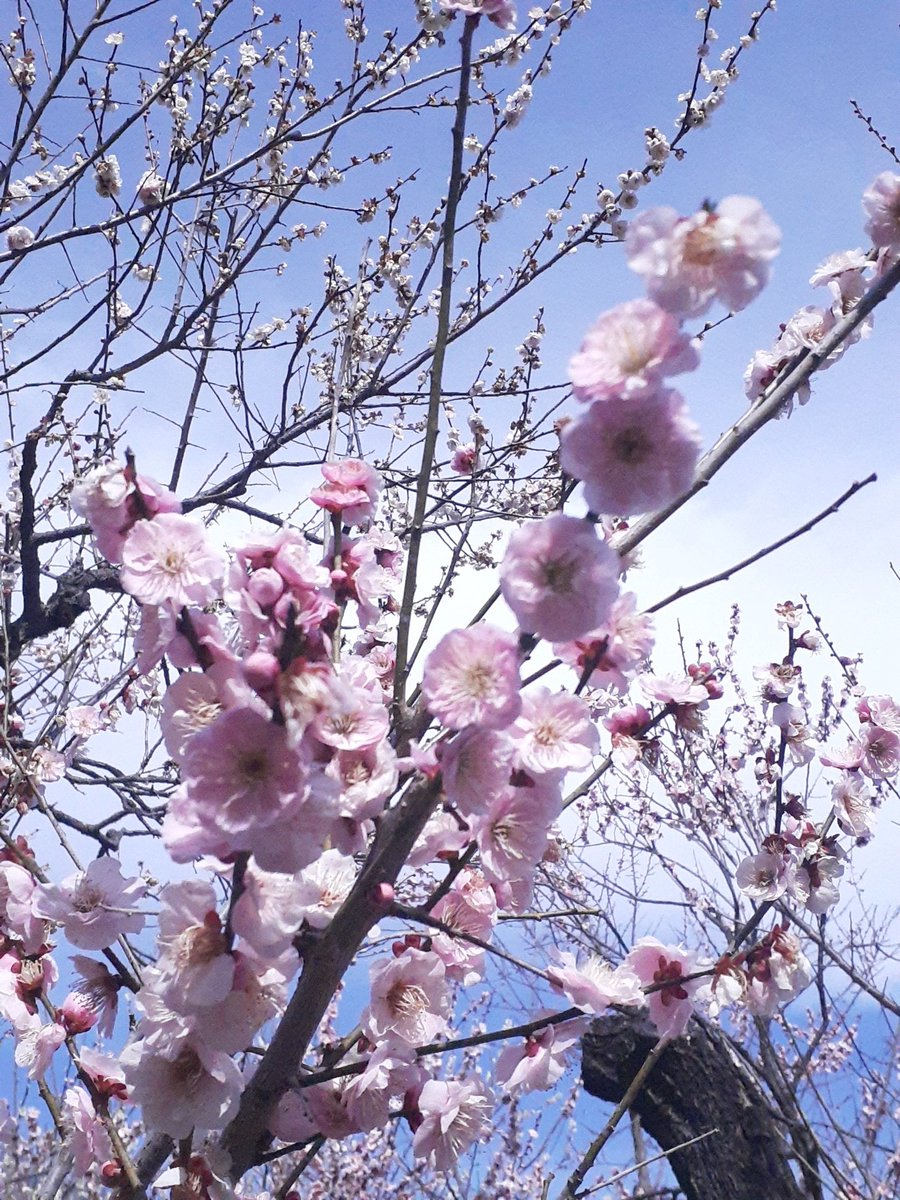 今日は青空に映えるわ~ #神代植物園