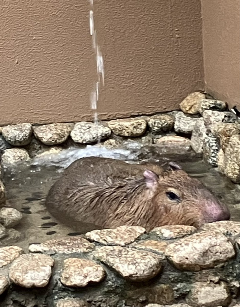 カピバラさんおらんと思ったら♨️ええなぁ