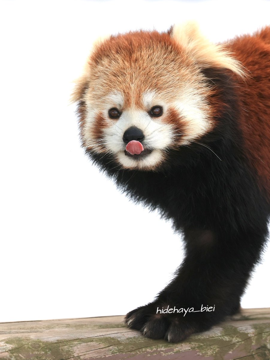 舌ペロリンのレイファ😍　#レイファ #めんこい #癒やし　
#もふもふ #レッサーパンダ #大森山動物園
#redpanda  #redpandanetwork #animalphotography #animal #zoologicalwildlifefoundation #zoophotography #zoologicalmuseum #赤パンダ　#動物写真　#小熊猫　#絶滅危惧種