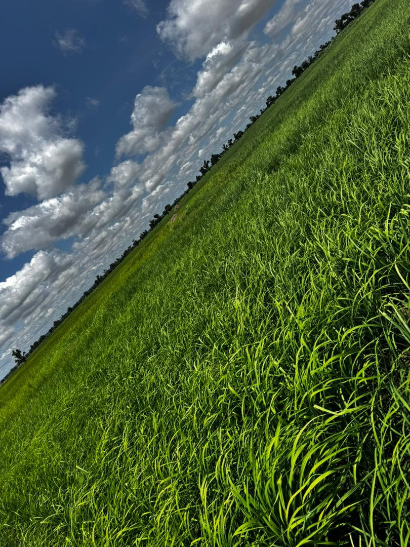 Dan Girman Allah Help Me Retweet.

Thank u as u hit the share
really need ur retweet 

 Our basmati rice seed is available 5000 per kg 

Delivery nation wide

07030458606