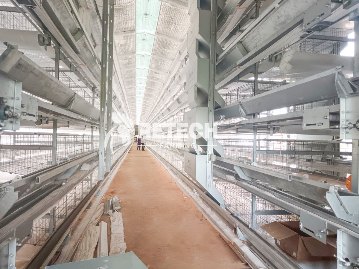 retechfarming's tweet image. 🐔 🇰🇪 On-site in Kenya: Installation underway for a modern 30,000-layer farm. Precision and progress. 🐔➡️🥚

WhatsApp: +86 185 6181 8850
Email: admin@retechfarming.com
🌐 retechfarming.com

#RETECHFarming #LayerFarm #ChickenFarm #EggFarm #chickencage #Kenya