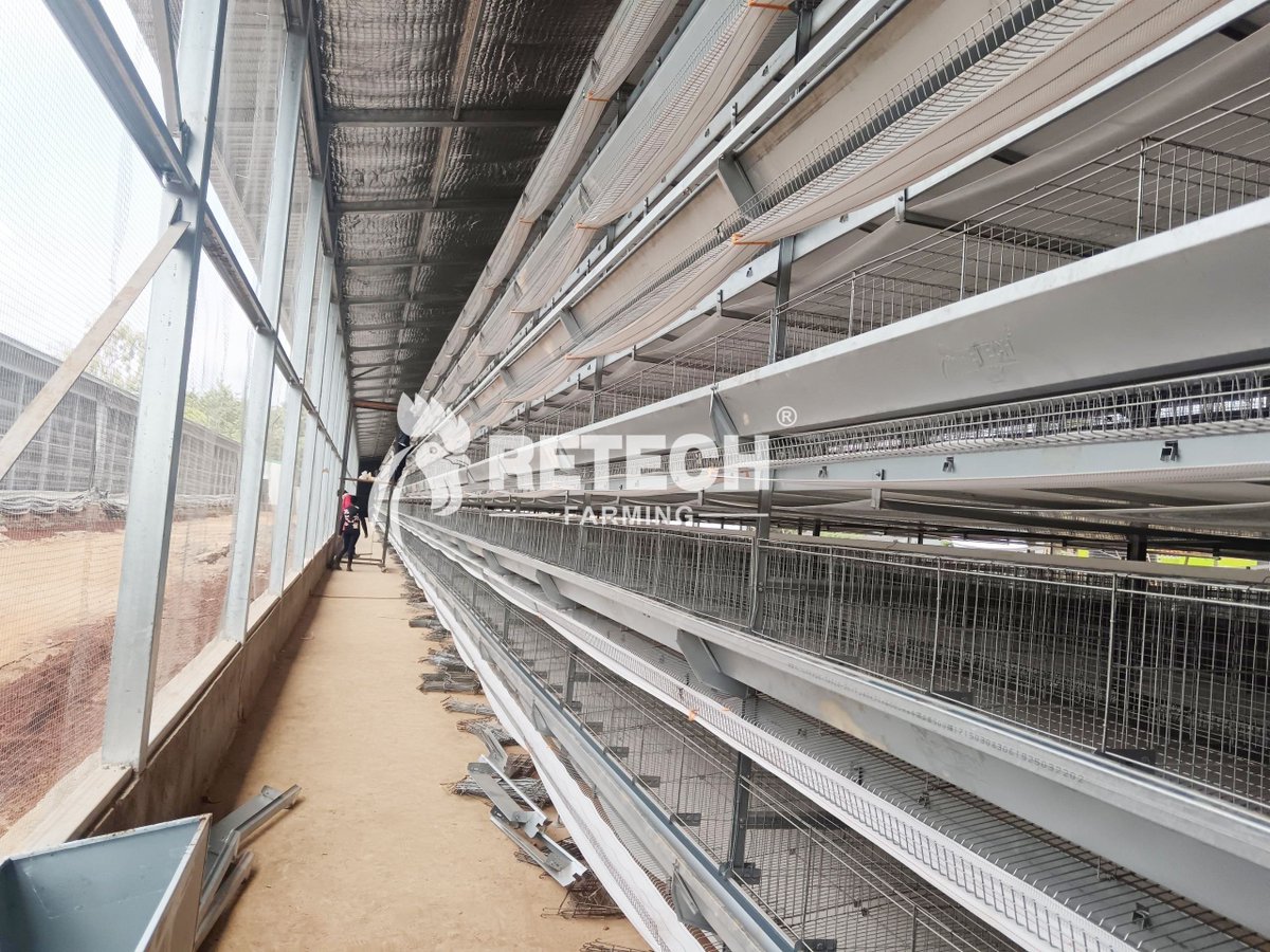 retechfarming's tweet image. 🐔 🇰🇪 On-site in Kenya: Installation underway for a modern 30,000-layer farm. Precision and progress. 🐔➡️🥚

WhatsApp: +86 185 6181 8850
Email: admin@retechfarming.com
🌐 retechfarming.com

#RETECHFarming #LayerFarm #ChickenFarm #EggFarm #chickencage #Kenya