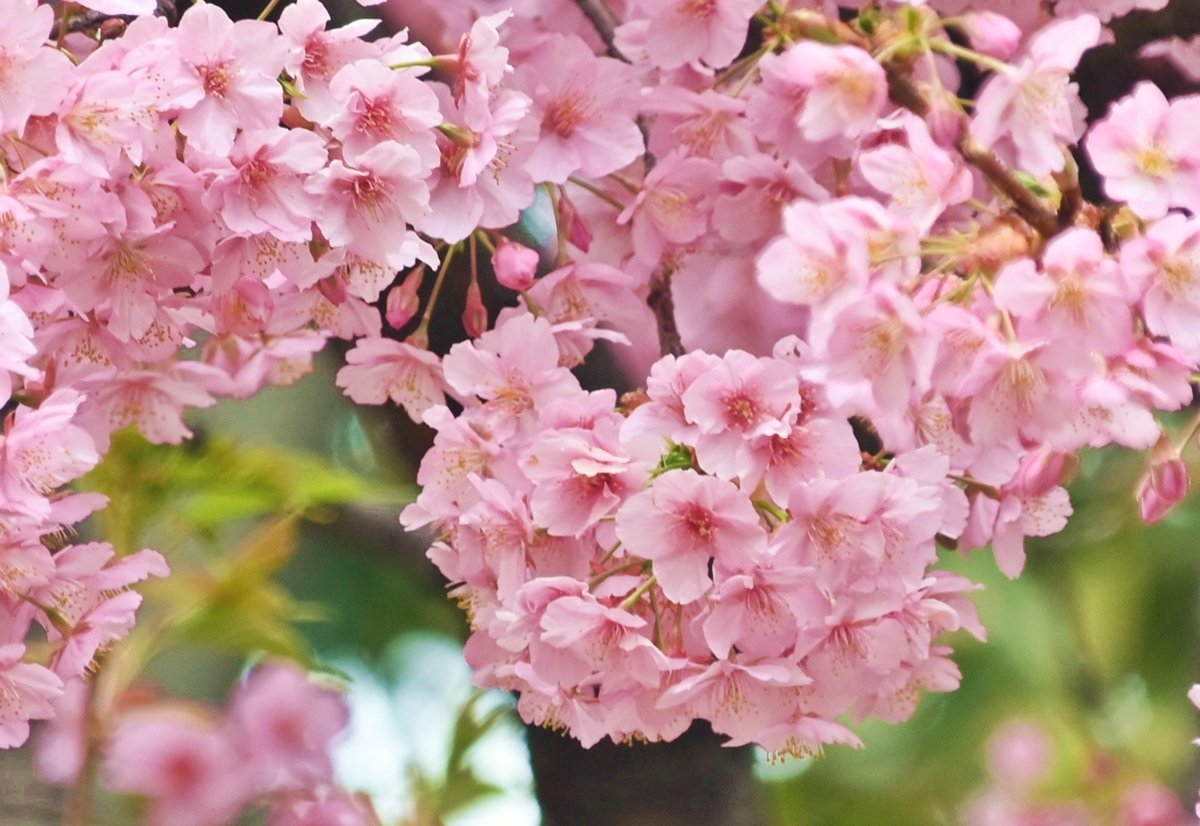 花と緑のTDRブログ_ユキヤナギ tweet media