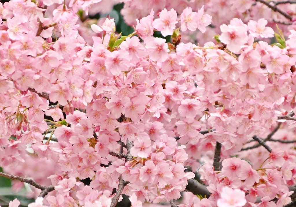 花と緑のTDRブログ_ユキヤナギ tweet media