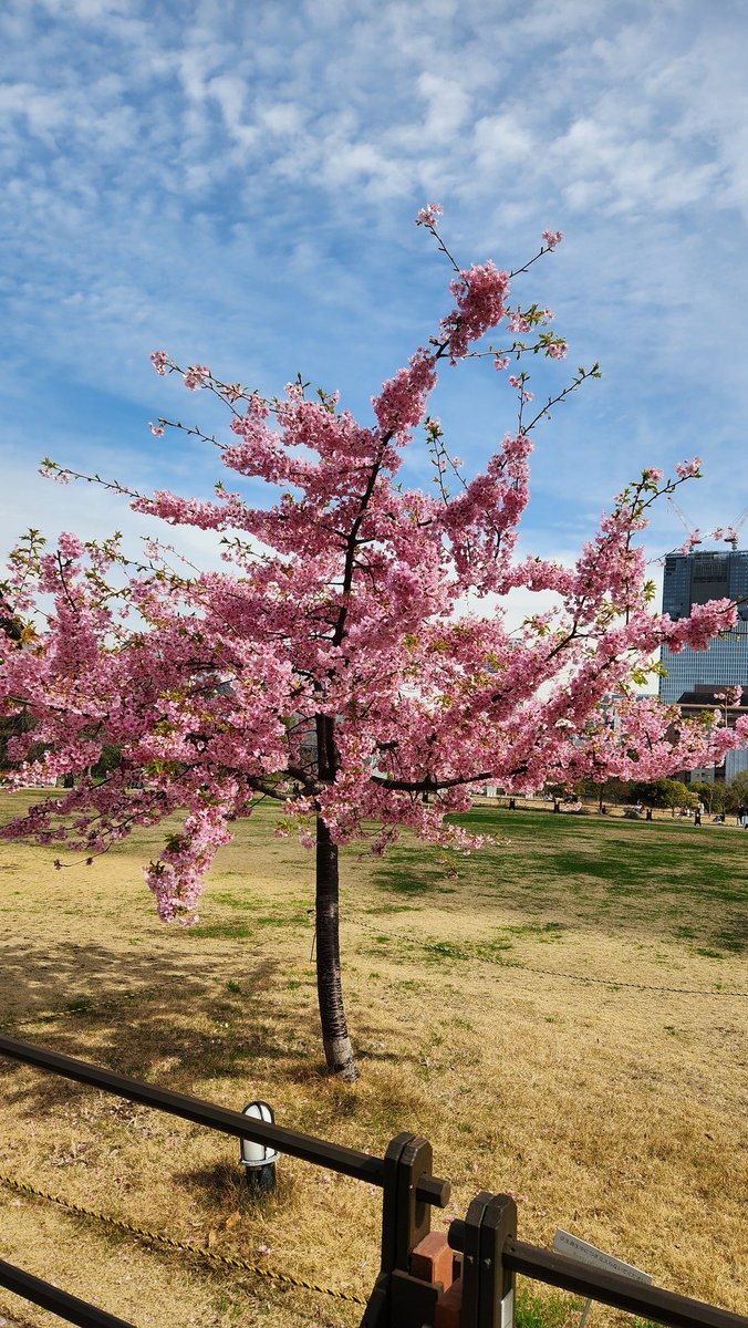 BennyInHerBag's tweet image. Tokyo tower is such a beautè, and I accidentally saw a Sakura tree 🌸🥹

Headed now to #MoneyX by @WebX_Asia 

#japanfintechweek #futureofblockchain #blockchain #defi #web3 #stablecoins #apac #crypto #moneyx #webx #web3