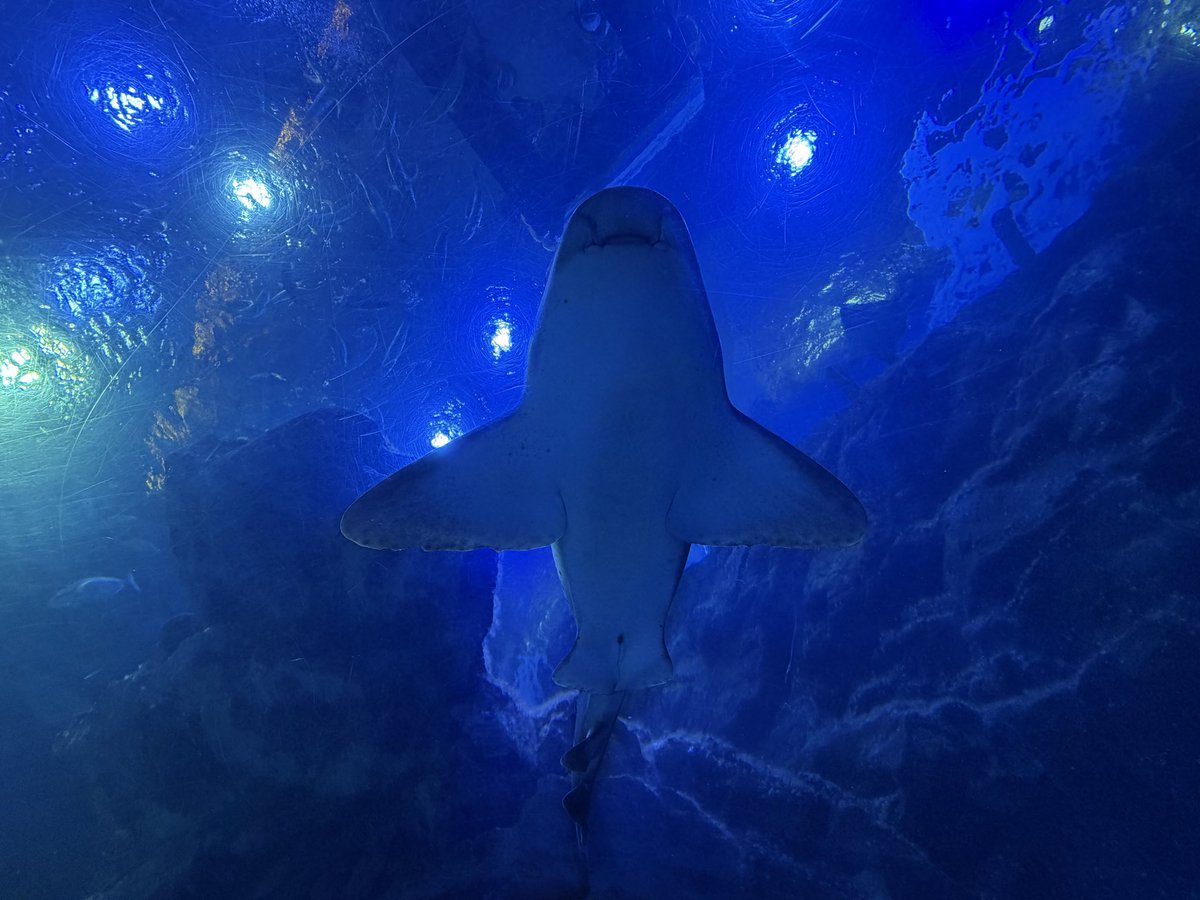 res2011new's tweet photo. #아쿠아플라넷일산 #Zebrashark #Leopardshark https://t.co/SvSy7DHu4S