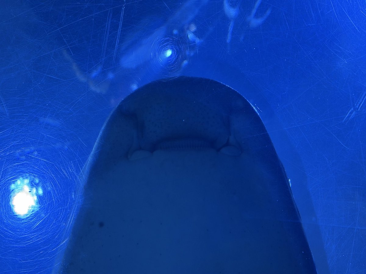 res2011new's tweet photo. #아쿠아플라넷일산 #Zebrashark #Leopardshark https://t.co/SvSy7DHu4S