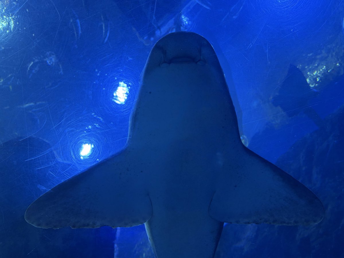 res2011new's tweet photo. #아쿠아플라넷일산 #Zebrashark #Leopardshark https://t.co/SvSy7DHu4S