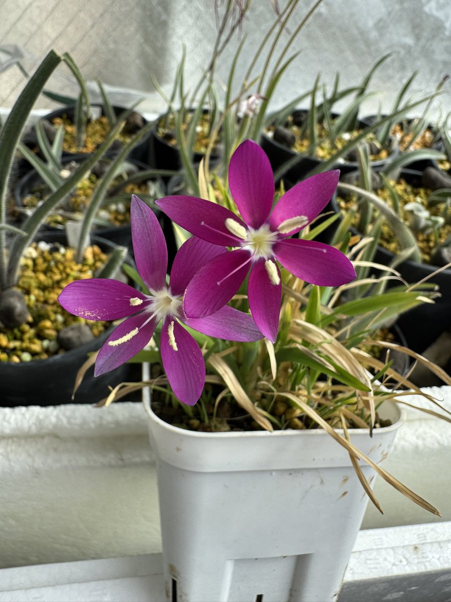 Yt (@Plantsman_jp) / Posts / X