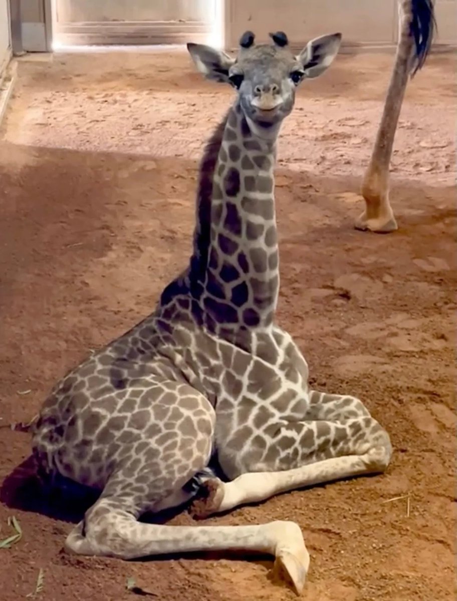 heishimmy's tweet photo. Jellybean was born at the Arizona Zoo

Kasi was born just 2 months ago at the same zooo 

Kasi and Jellybean are the two fan favorites right now 

$KASI

A8qdV4R5mKQUGhU8NQjB17f9ePGVoHMf2JYD6Uhtpump https://t.co/hgcjJOlhYb