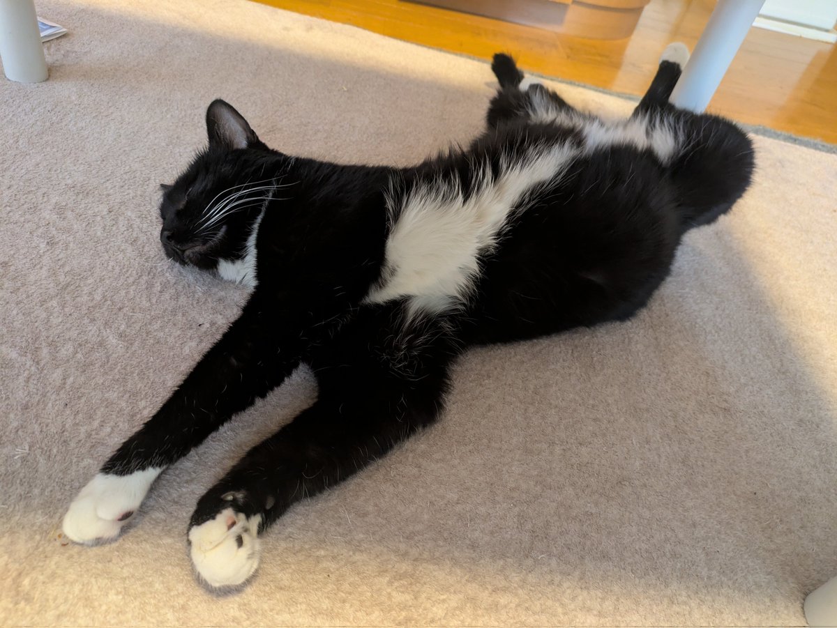 蘭丸選手、今日も見事な捻れを見せております！ ねじりねこ大会優勝🏆