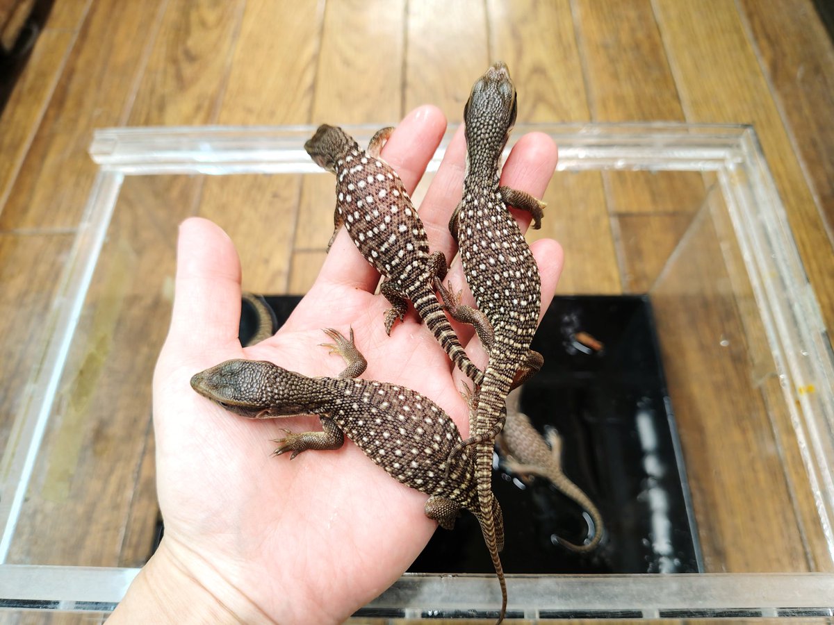 SAURIA守口店 tweet media