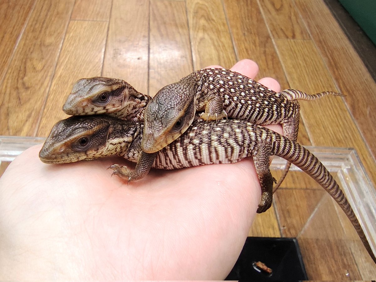 SAURIA守口店 tweet media