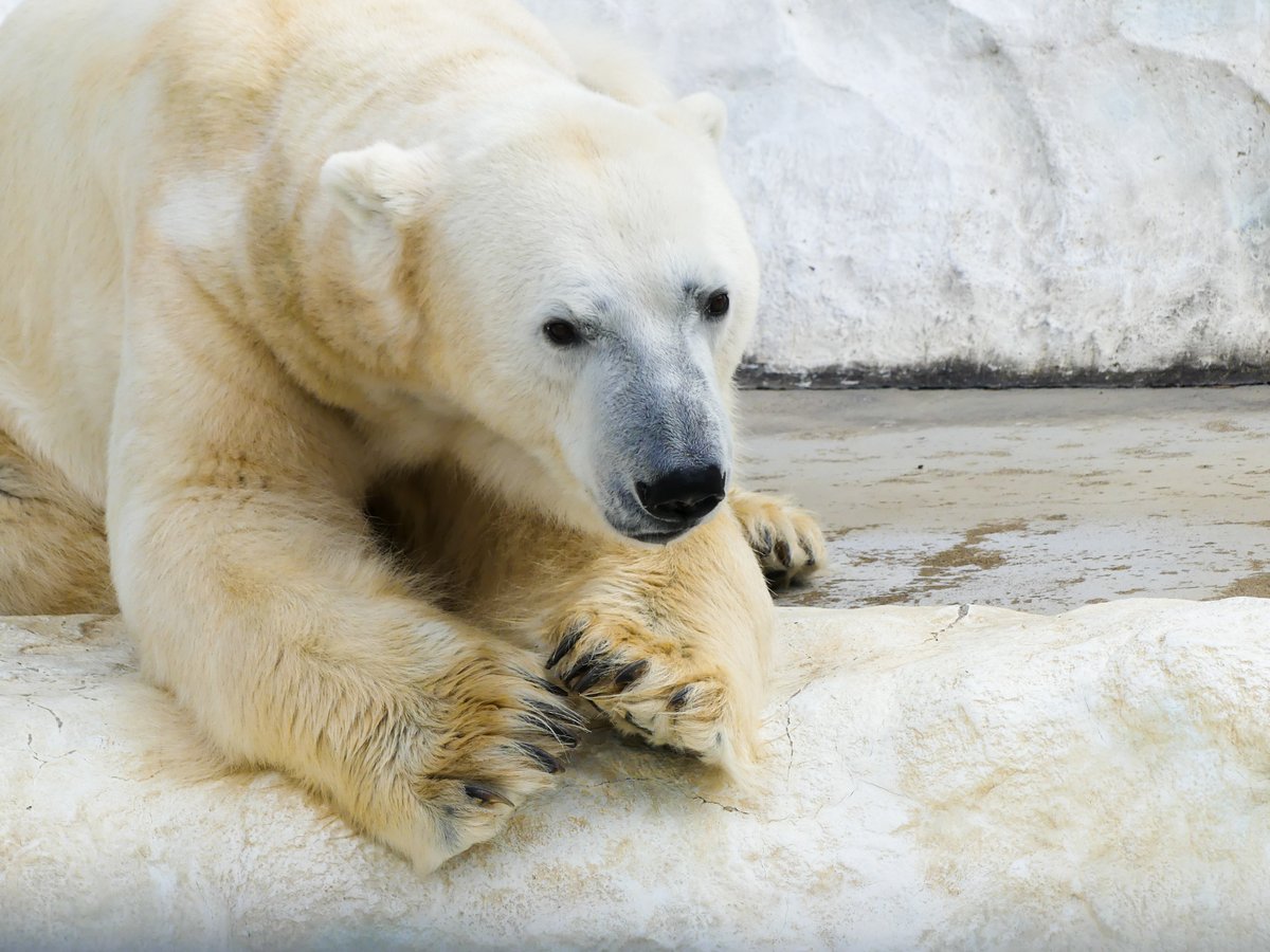 ホッキョクグマ の足でした！ ホッキョクグマは、氷の上で、この鋭い爪
