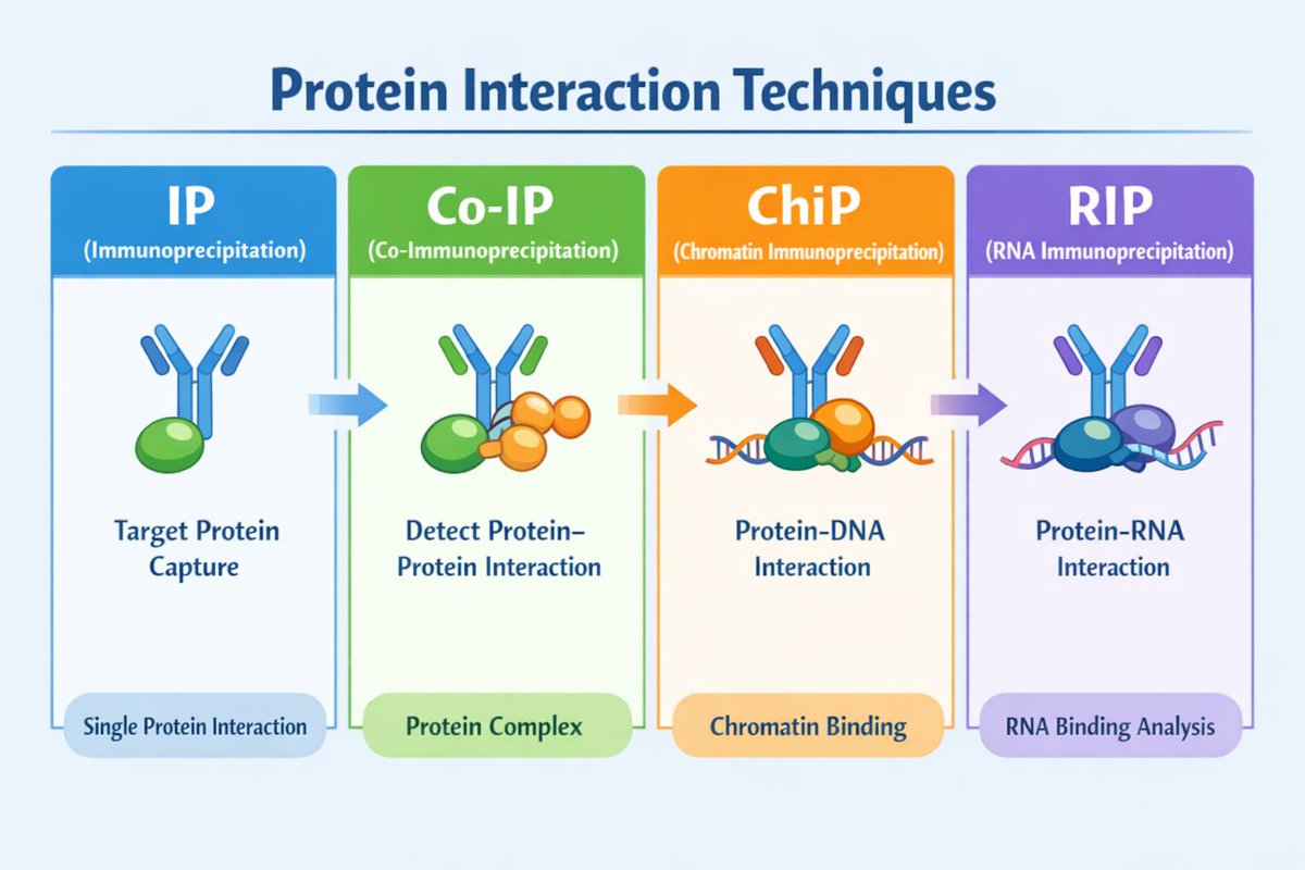 🔬 Curious about protein interaction techniques? Learn the differences and connections between IP, Co-IP, ChIP, and RIP: ybiohub.com/%E7%94%9F%E7%8…