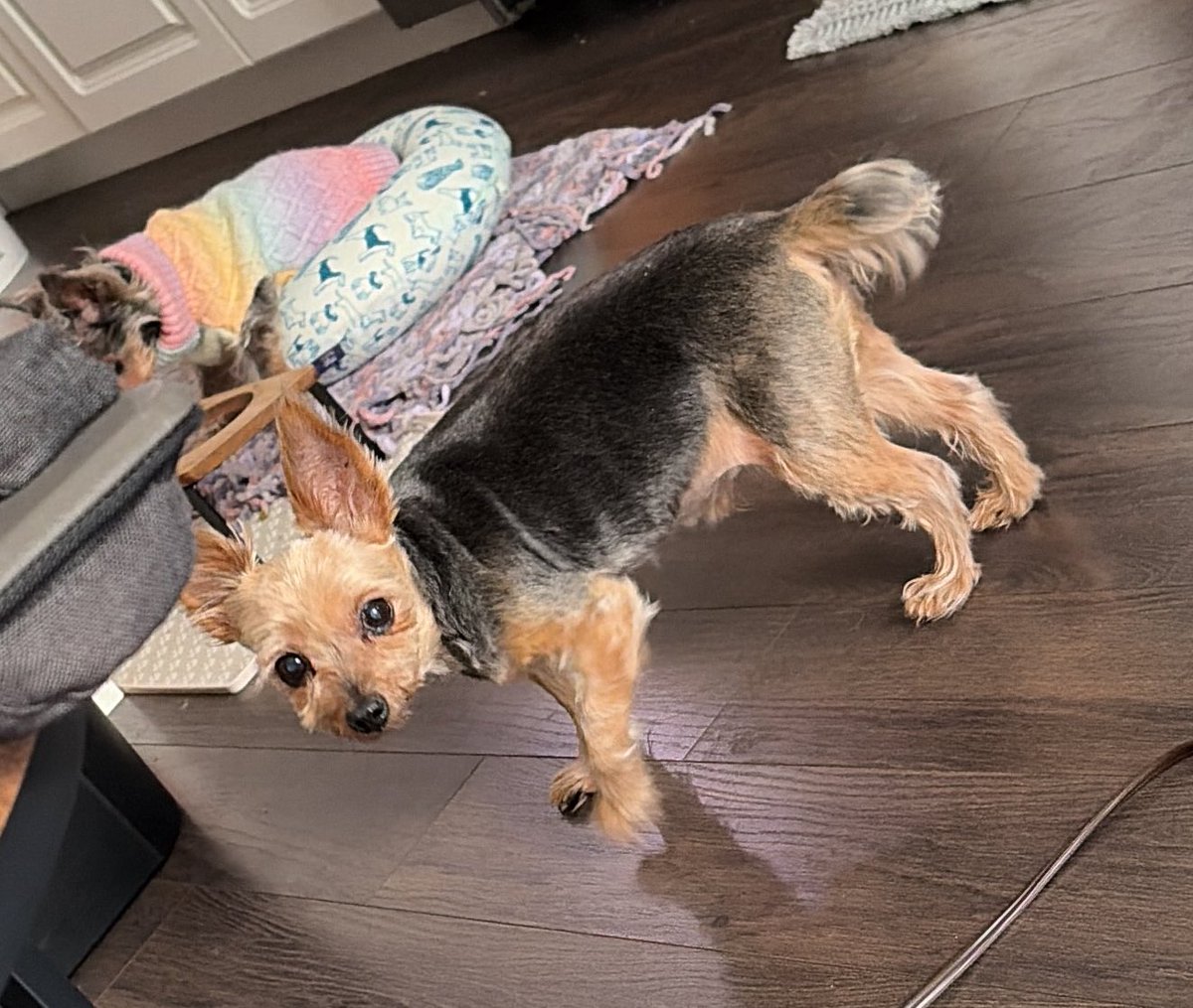 Sandra the Hollow 𐕣 tweet media