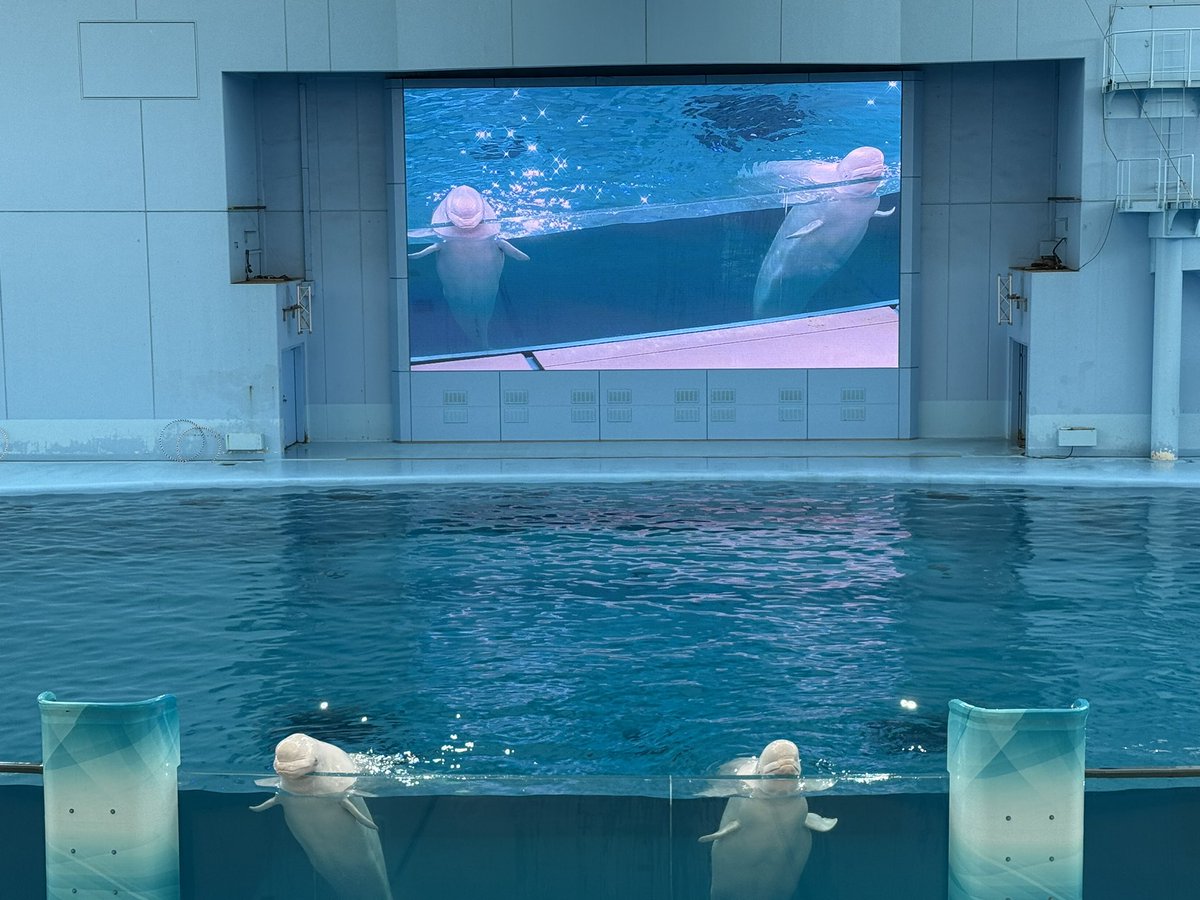 muchiko0's tweet photo. 水族館なんて何十年ぶりだろうか🐟 https://t.co/pDUcAVxe7x