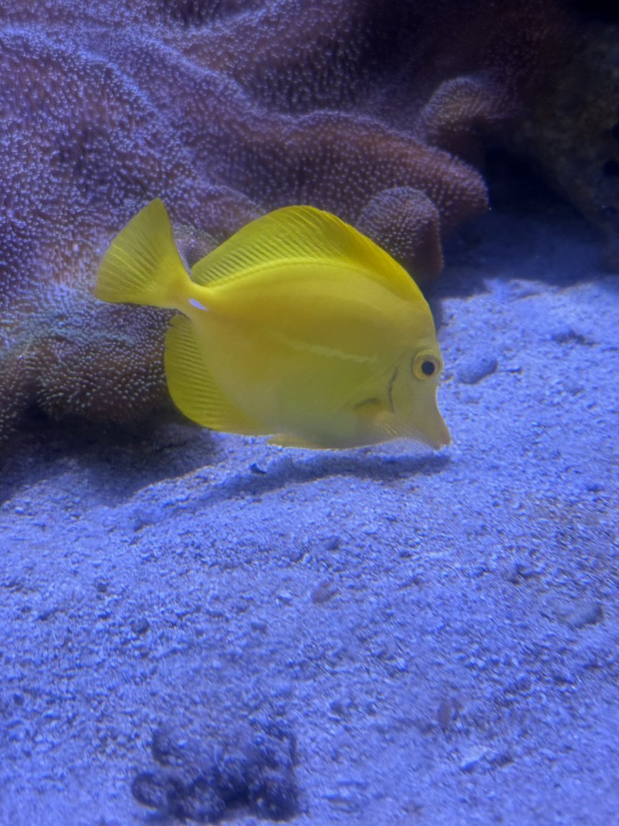 muchiko0's tweet photo. 水族館なんて何十年ぶりだろうか🐟 https://t.co/pDUcAVxe7x