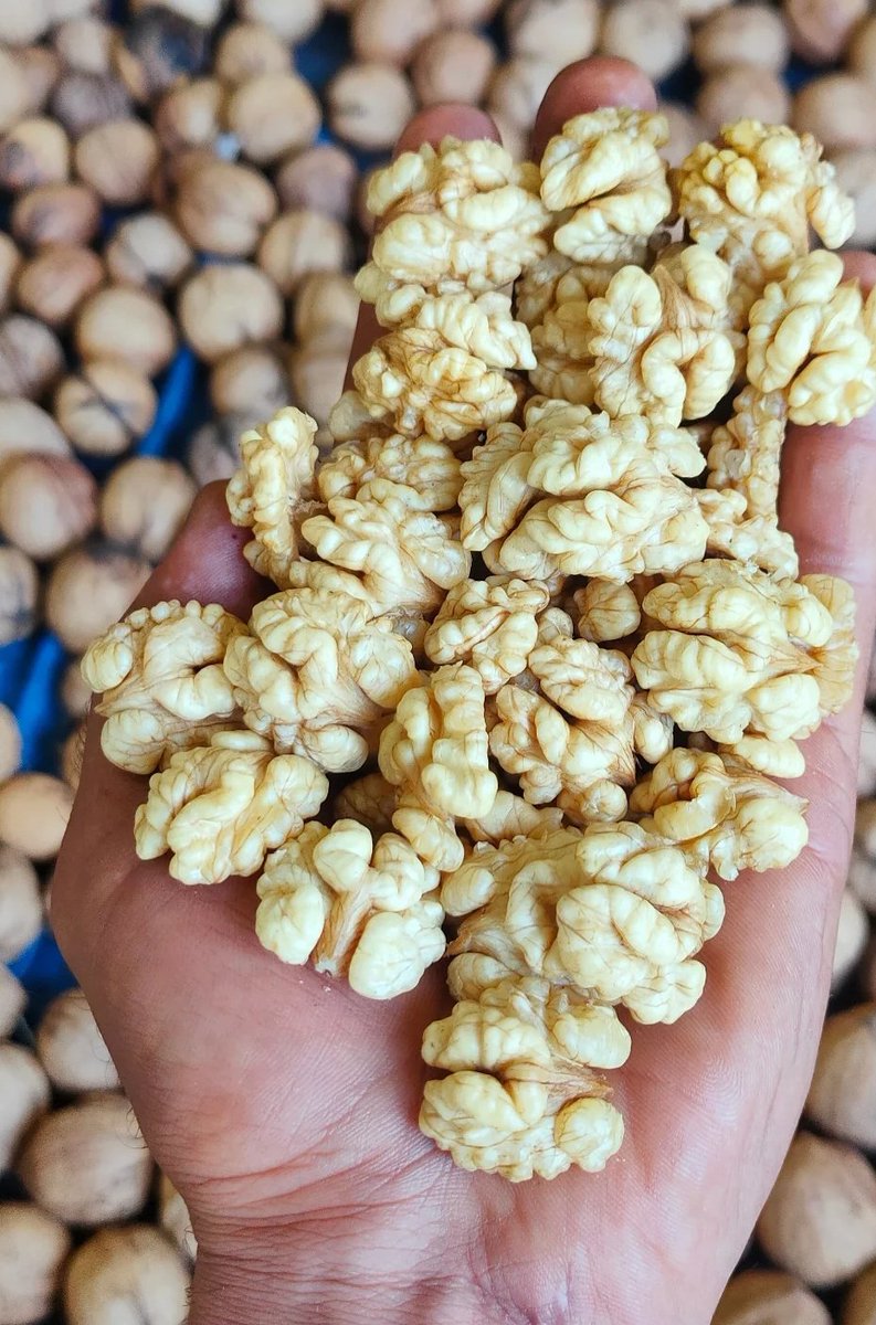 asifbhat77's tweet photo. Organic walnuts 
#kashmir. https://t.co/aQyaPlUpLi