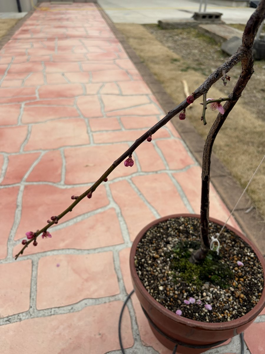 枝垂れ梅、もうしおれてきた
代わりに長い枝が咲き始めた