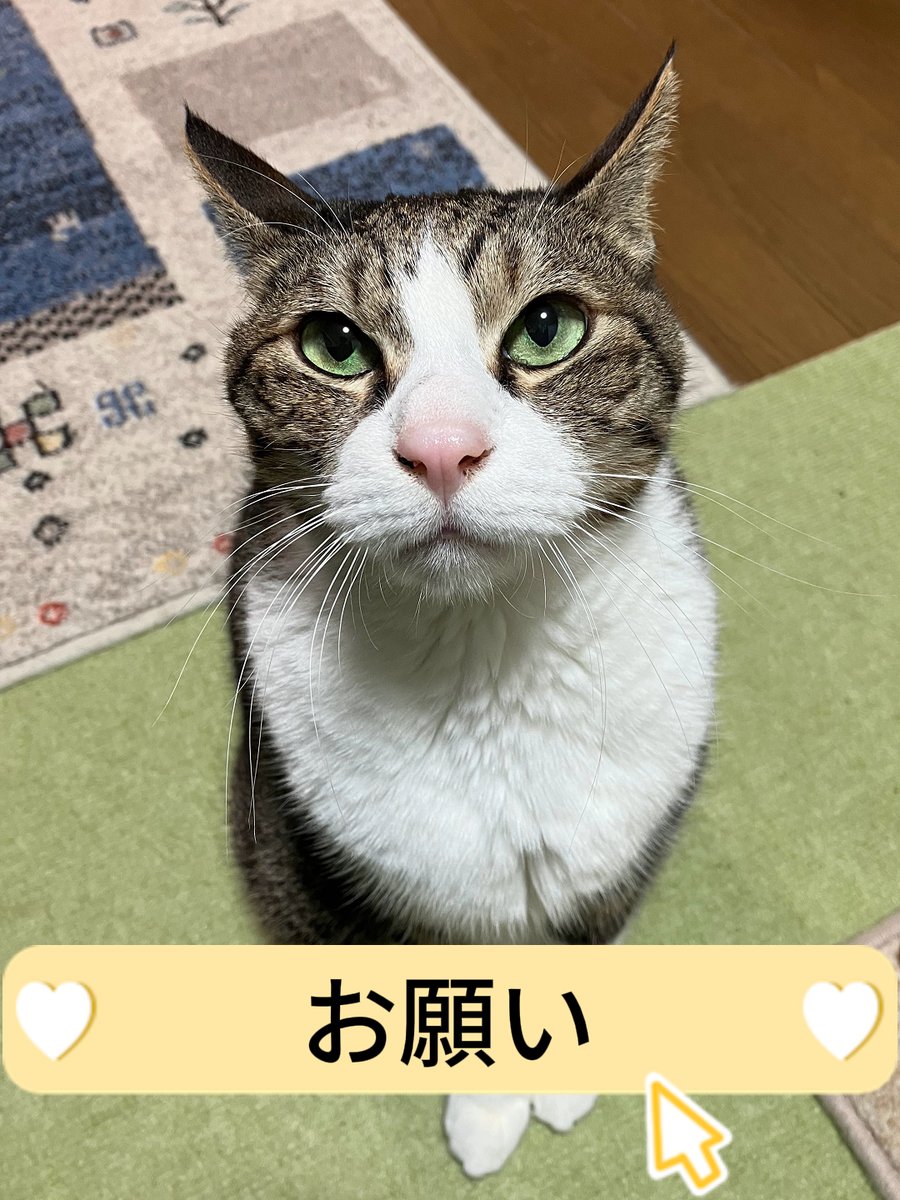 【至急のお願い】
横浜市内で100頭規模の多頭飼崩壊があり愛護センターがパンク寸前です。そのため急遽和猫かふぇ(和猫会)で３にゃんをお迎えすることになりました。
猫たちは月曜日到着予定ですが、どうやりくりしてもケージが２つ足りません。
ご無理のない範囲でご寄付いただけたら助かります。