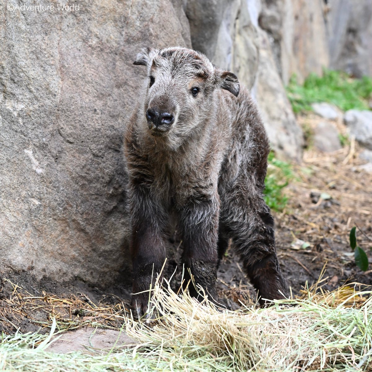 🎂2/24にゴールデンターキンの赤ちゃんが誕生しました！🎉

ジャイアントパンダ・キンシコウと共に中国の三大珍獣と呼ばれている「ゴールデンターキン」の赤ちゃんが7年ぶりに誕生しました✨
現在、赤ちゃんはサファリワールドにて母親の深い愛情を受け、力強く岩場を歩むなど健やかに成長しています。