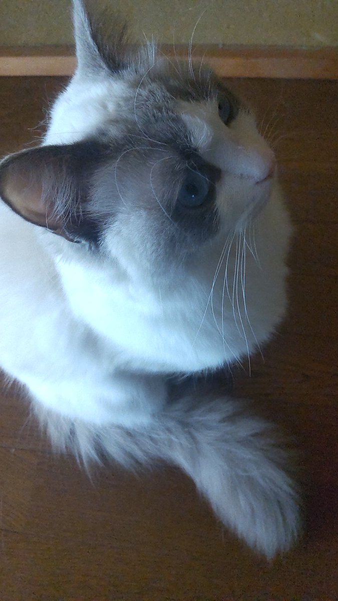 ぐるとりー tweet media